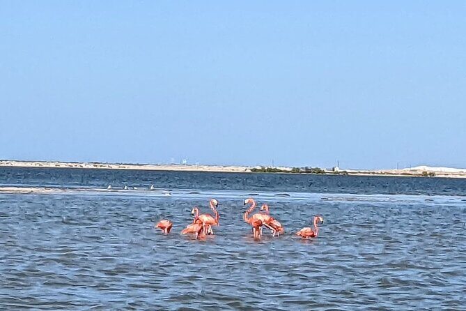 Las Coloradas Tour! Boat Ride, Lunch & Rio Lagartos from Cancun - The Overall Value and Who It’s Best For