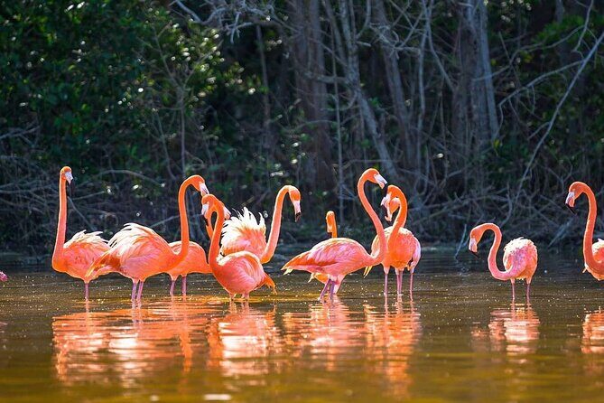 Las Coloradas Tour to Pink Lakes and Wildlife Wonders - Is This Tour Worth It?