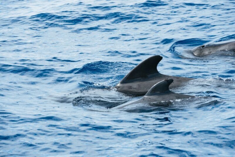 Las Galletas: Whale & Dolphin Tour with Local Skipper - Why Travelers Love This Tour