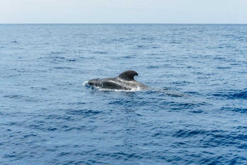Las Galletas: Whale & Dolphin Tour with Local Skipper - Final Thoughts