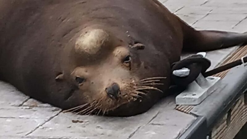 LA's Most Romantic Luxury Wine & Dine Boat Cruise & Sealions - Who Is This Tour Best Suited For?