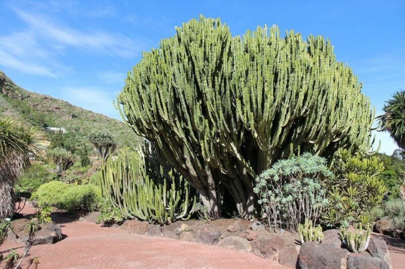 Las Palmas, Botanical Gardens and Bandama Volcano Tour - FAQs