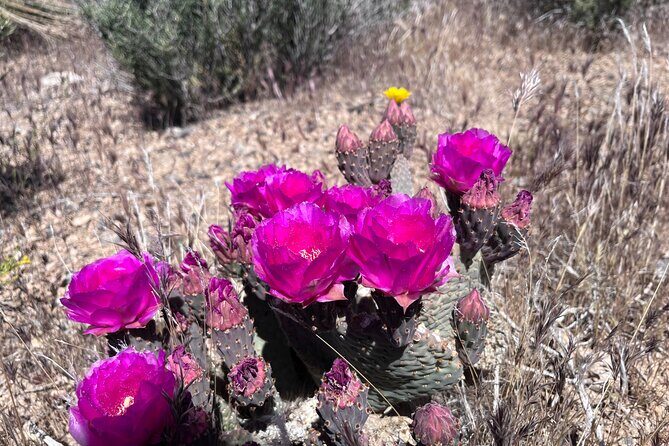 Las Vegas ATV Tour with Free Transportation - FAQs