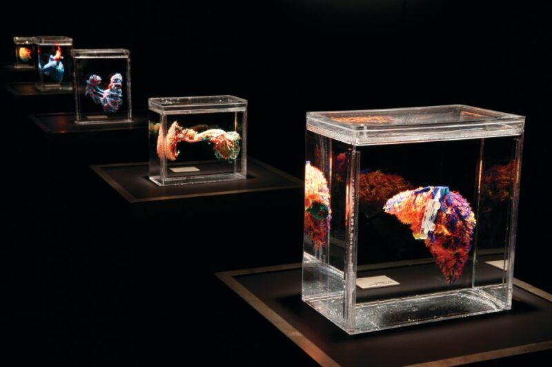 Las Vegas: BODIES | The Exhibition at the Luxor - What to Expect During Your Visit