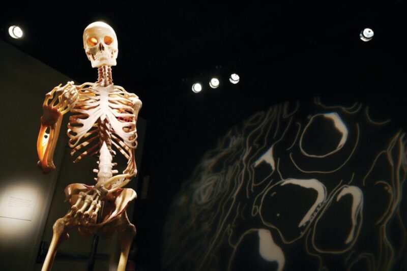 Las Vegas: BODIES | The Exhibition at the Luxor - Downsides and Considerations