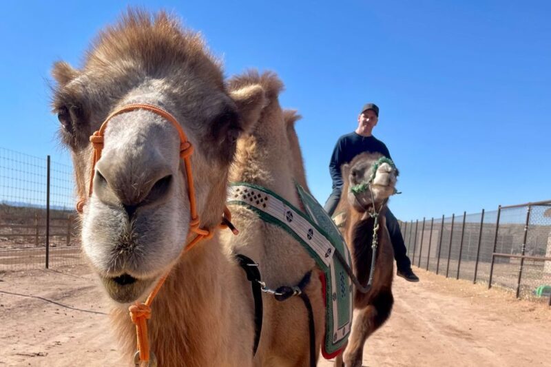 Las Vegas: Desert Camel Ride - Las Vegas: Desert Camel Ride – An Honest Look at a Unique Outing