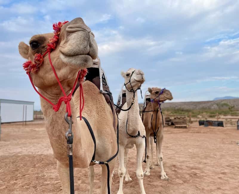 Las Vegas: Desert Camel Ride - Key Points