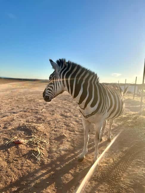 Las Vegas: Desert Camel Ride - FAQ