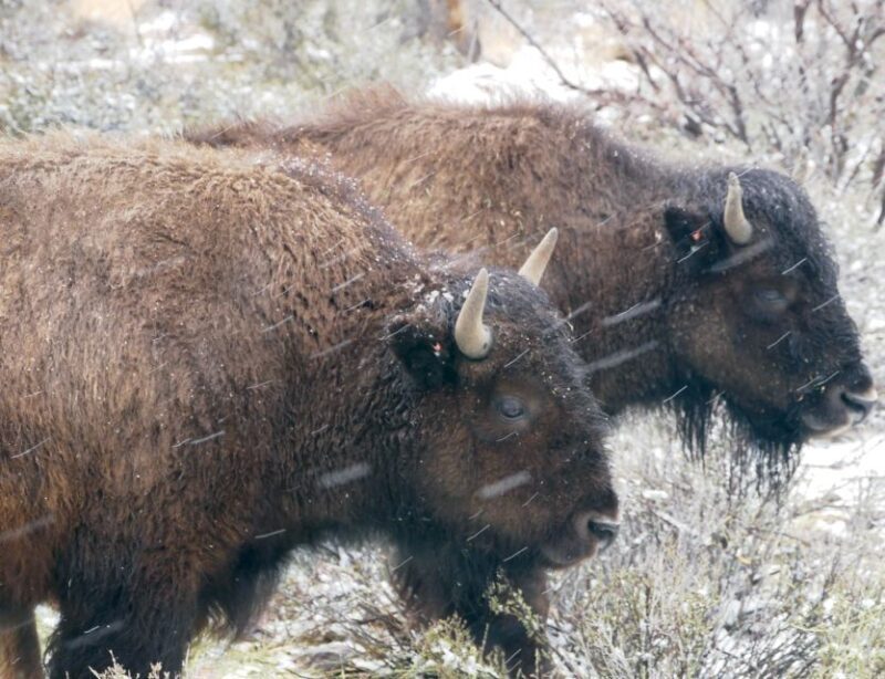 Las Vegas: Grand Canyon Ranch Tour with Horseback/Wagon Ride - Final Thoughts: Is This Tour Right for You?