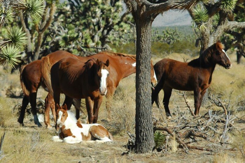 Las Vegas: Grand Canyon Tour & Helicopter Landing Experience - FAQs