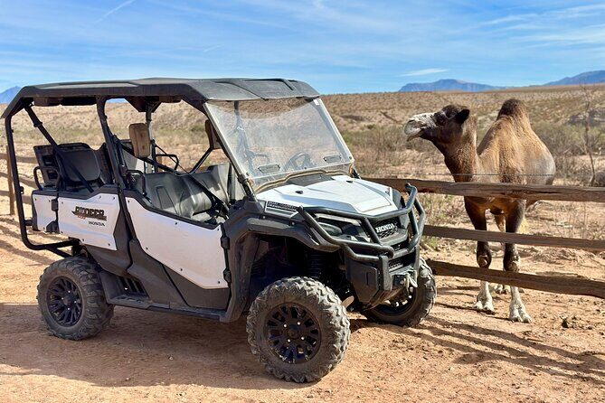 Las Vegas Guided UTV Safari and Zoo Tour - What’s Included and What You Pay For