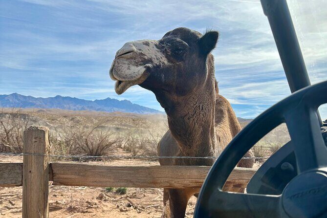 Las Vegas Guided UTV Safari and Zoo Tour - FAQ