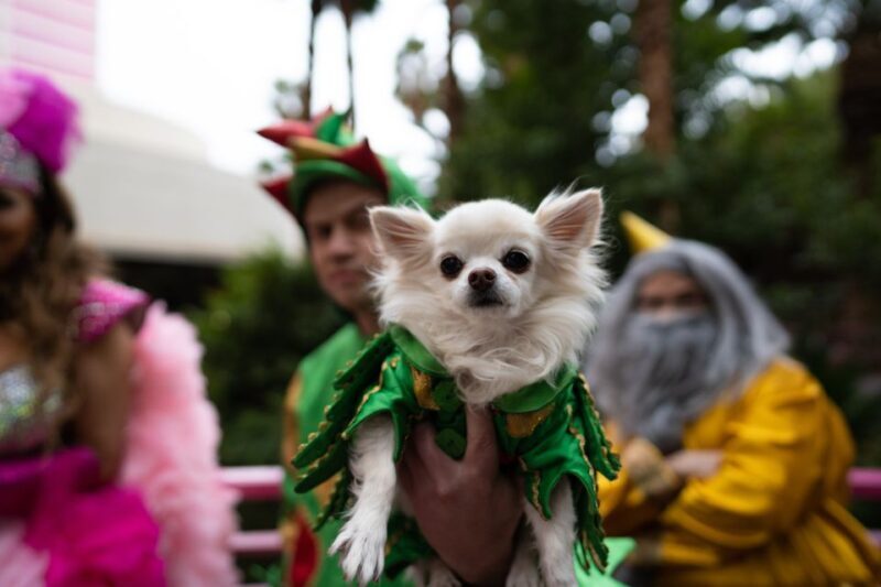 Las Vegas: Piff the Magic Dragon Show at the Flamingo - What to Expect from the Show