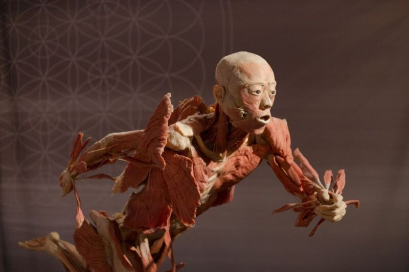 Las Vegas: REAL BODIES at Horseshoe Las Vegas Entry Ticket - Is This Experience Worth It?