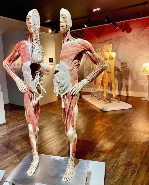 Las Vegas: REAL BODIES at Horseshoe Las Vegas Entry Ticket - FAQ