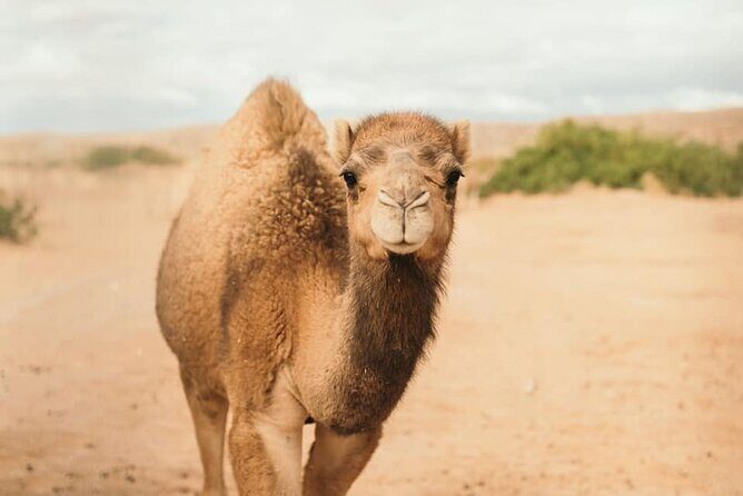 Las Vegas Safari Tram Ride and Zoo Tour at Camel Safari - Who Would Love This Tour?