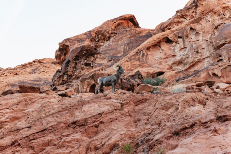 Las Vegas: Valley of Fire Guided Hike with Drinks and Snacks - The Sum Up