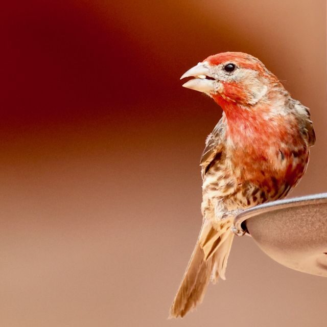 Las Vegas: Valley of Fire Sunset Tour with Hotel Transfers - Frequently Asked Questions