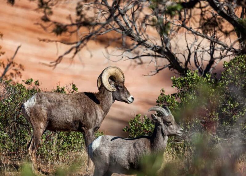 Las Vegas: Zion National Park Guided Tour with Lunch - Frequently Asked Questions