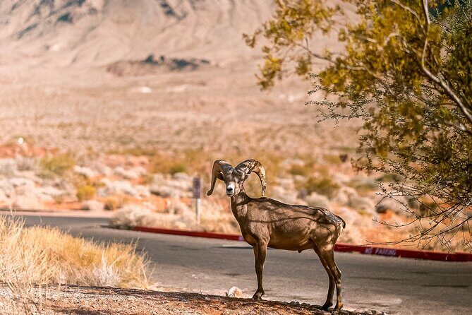 LasVegas Small Group 6Hour Valley of Fire/Hoover Dam/Boulder City - Final Thoughts