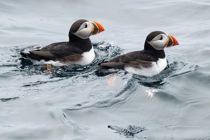Late Season Puffin & Scenic Coastal Cruise - Who Will Love This Tour?