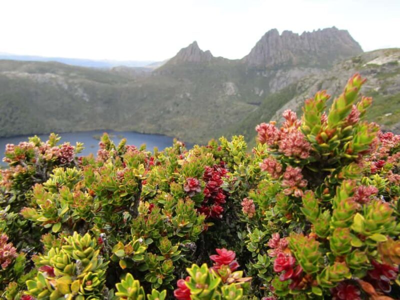 Launceston: Cradle Mountain Guided Active Day Trip - Key Points