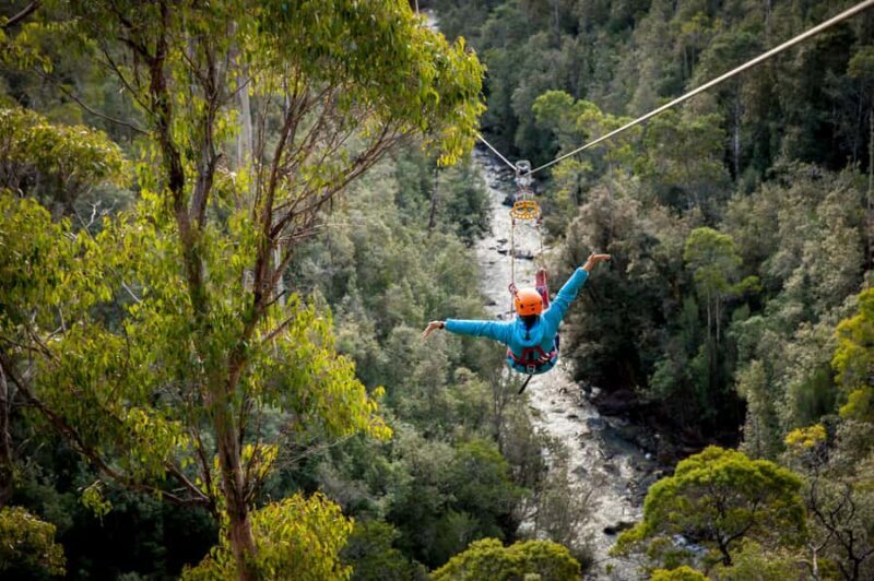 Launceston: Hollybank Forest Treetop Zip Lining with Guide - An In-Depth Look at the Hollybank Ziplining Experience
