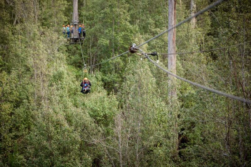 Launceston: Hollybank Forest Treetop Zip Lining with Guide - Final Thoughts: Is It Worth It?