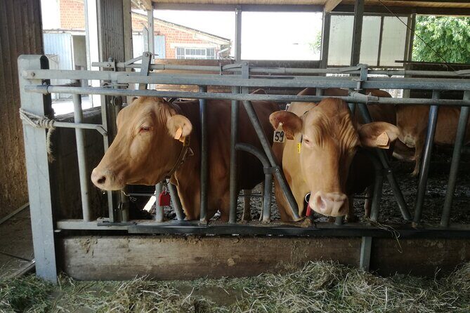 Laura's Private Parma Food Tour with Pick Up (no bus) - Who Should Consider This Tour?