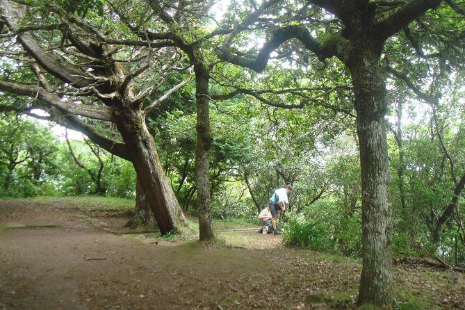 Laurissilva Forest Walk - Exploring Madeira’s Laurissilva Forest Walk: A Nature Lover’s Dream
