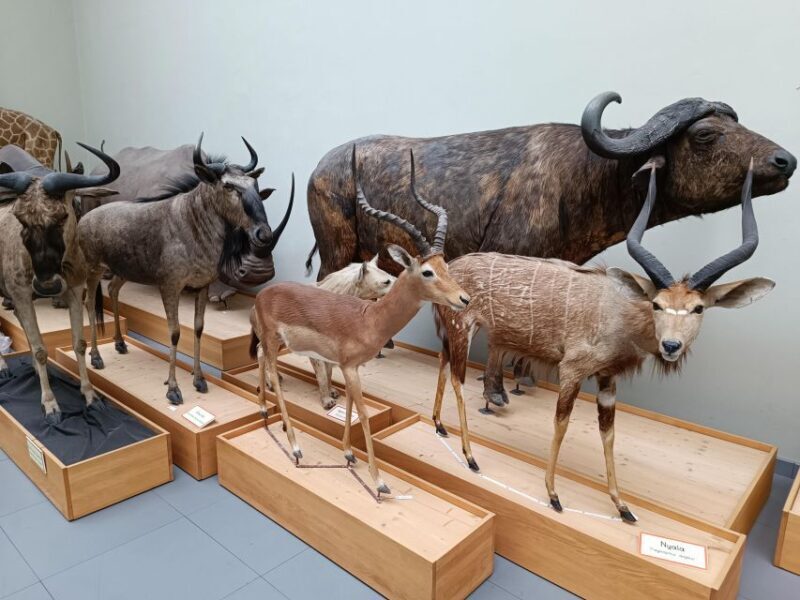 Lausanne: Private Walking Tour with a Local Guide - Breaking Down the Itinerary