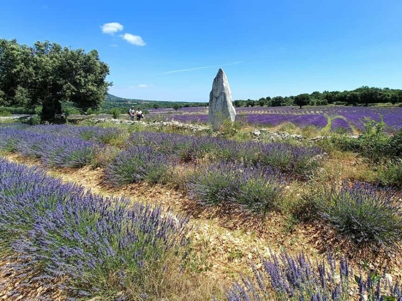 Lavande Guided Tour And Live Distillation - An In-Depth Look at the Lavender Tour Experience