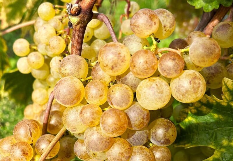 Lavaux: Vineyard Experience - Key Points