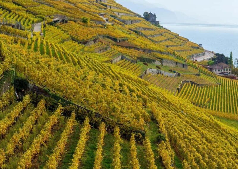Lavaux Wine and Vineyard Experience with Boat Cruise - An In-Depth Look at the Tour