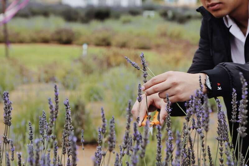 Lavender Experience Valle de Guadalupe - Guided Field Tour - Who Is This Tour Best For?