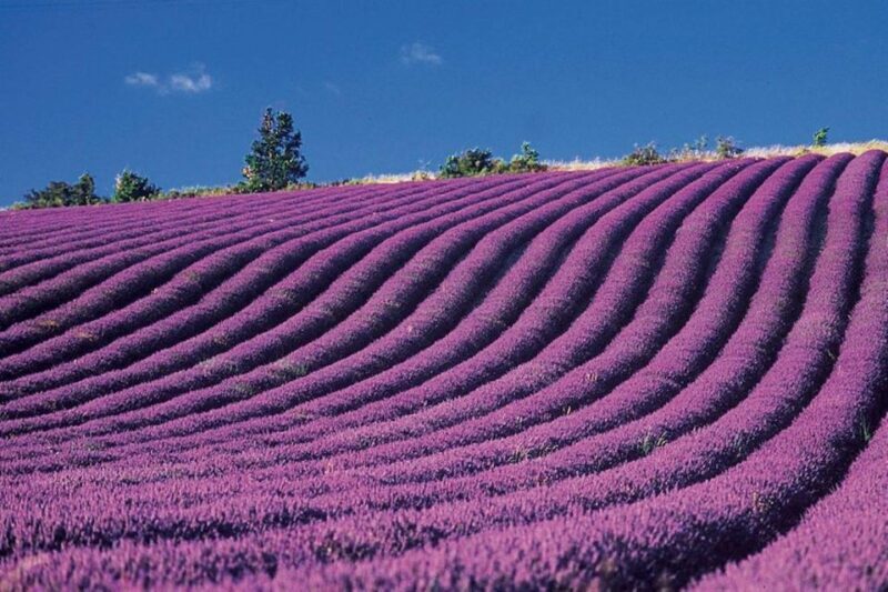 Lavender Fields Tour - FAQ