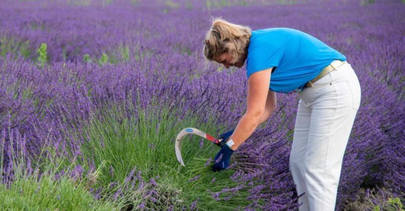Lavender picking & distillation between NîmesArles - Exploring Lavender Picking & Distillation between Nîmes and Arles