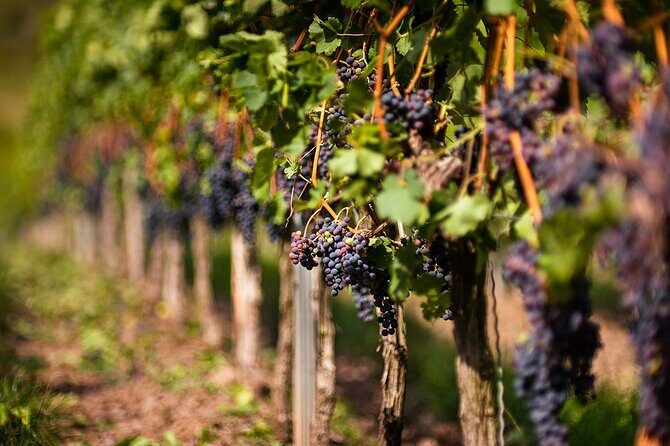 Lavish Rhodes: 11-Course Lunch, Wine Tasting & Culinary Session - The Sum Up