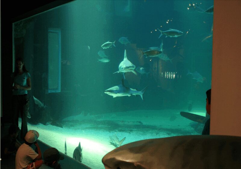 Le Grau-du-Roi: Seaquarium Skip-the-Line Entrance Ticket - Comparing to Other Experiences
