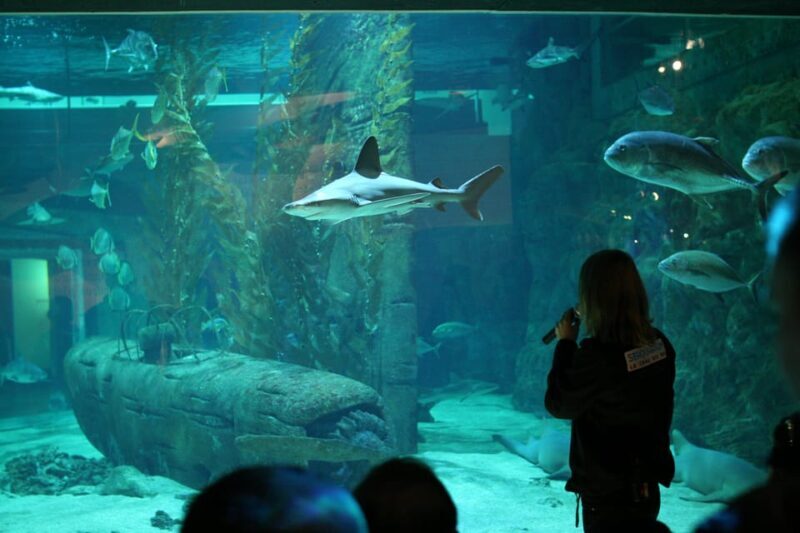 Le Grau-du-Roi: Seaquarium Skip-the-Line Entrance Ticket - Who Is This Experience Best For?