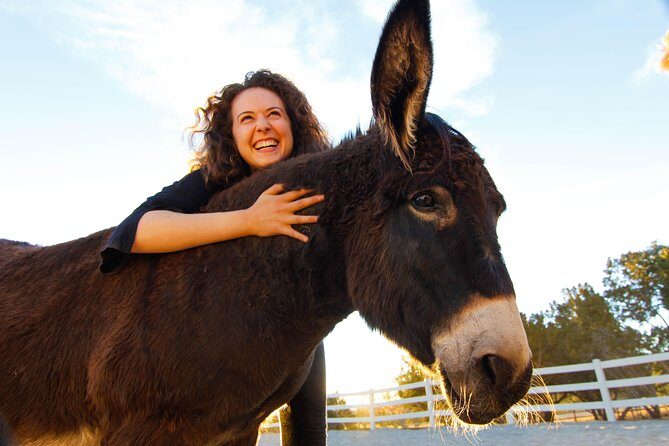 Leadership & Mindfulness Retreat with Horses - Individual & Group - Setting the Scene: What to Expect