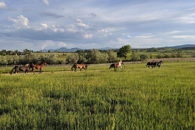 Leadership & Mindfulness Retreat with Horses - Individual & Group - FAQ