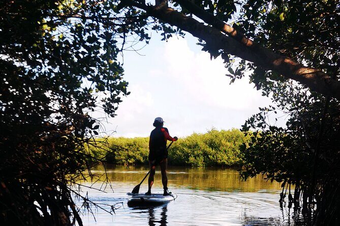 Learn Paddle Board and Explore the Mangroves of Progreso - An In-Depth Look at the Experience