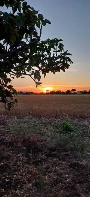 Lecce: Countryside Vineyard Walk & Wine Tasting - Final Thoughts