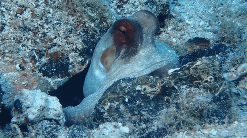 Lefkada to Lefkada 7 Day Scuba Diving Sailing Tour - The Sailing Experience