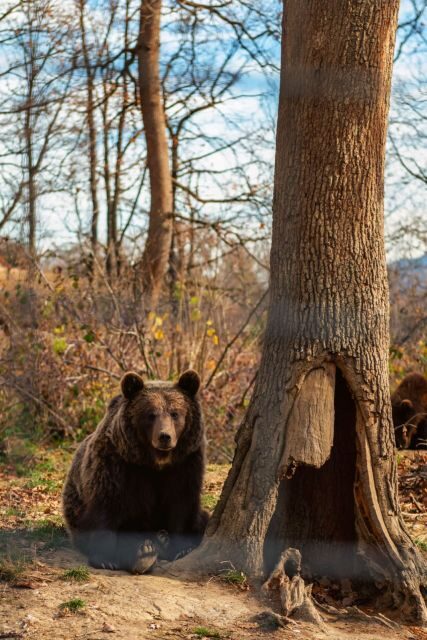Legends&Wildlife Awaits: Dracula's Castle & Bear Sanctuary - Exploring the Journey