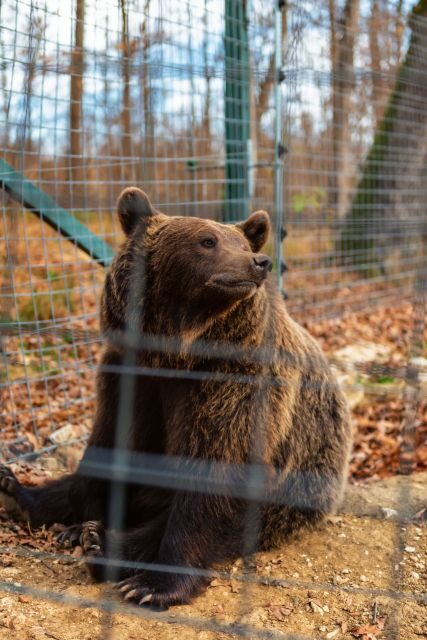 Legends&Wildlife Awaits: Dracula's Castle & Bear Sanctuary - Deep Dive into the Experience