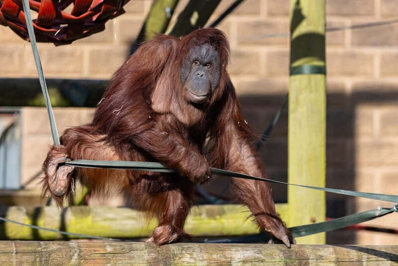 Leicestershire: Twycross Zoo Entry Ticket - What to Expect from Your Visit