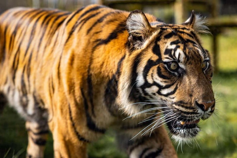 Leicestershire: Twycross Zoo Entry Ticket - Play Areas and Attractions