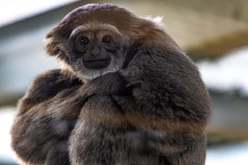 Leicestershire: Twycross Zoo Entry Ticket - Food, Drink, and Facilities